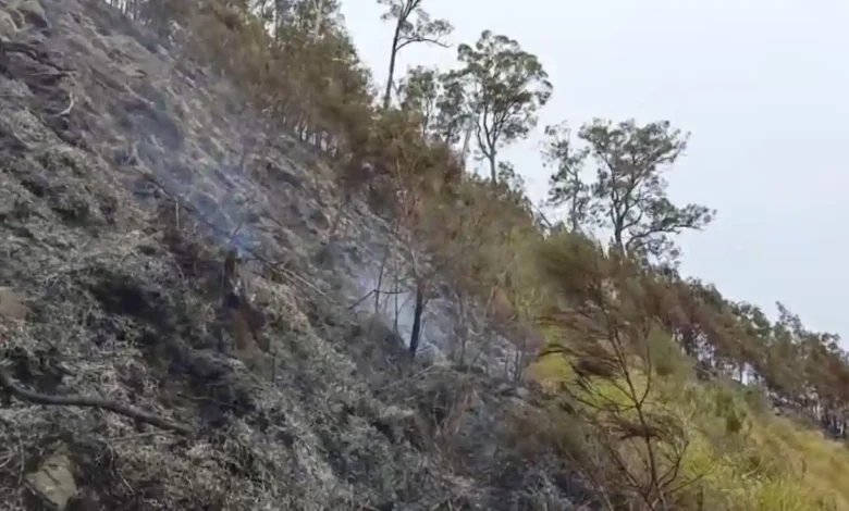 Kondisi Bukit Sempana di kawasan Hutan Lindung Sembalun setelah mengalami kebakaran selama tiga hari, Kamis, 11 Juni 2026. Foto: Dok. BKPH Lombok Timur