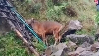 Balai TNGR tanggapi polemik soal seekor sapi yang masuk jalur pendakian Gunung Rinjani yang viral di media sosial.