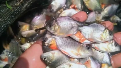 Bibit Ikan Bawal yang dibudidayakan Pokdakan Kota Mataram.