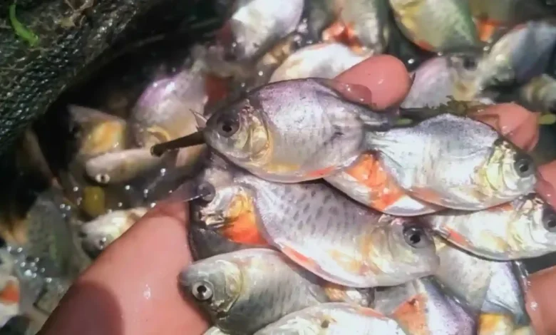 Bibit Ikan Bawal yang dibudidayakan Pokdakan Kota Mataram.