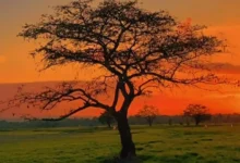 Pesona tempat wisata musiman Savana Bale Tepak di Lombok Tengah saat matahari terbenam.