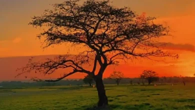 Pesona tempat wisata musiman Savana Bale Tepak di Lombok Tengah saat matahari terbenam.
