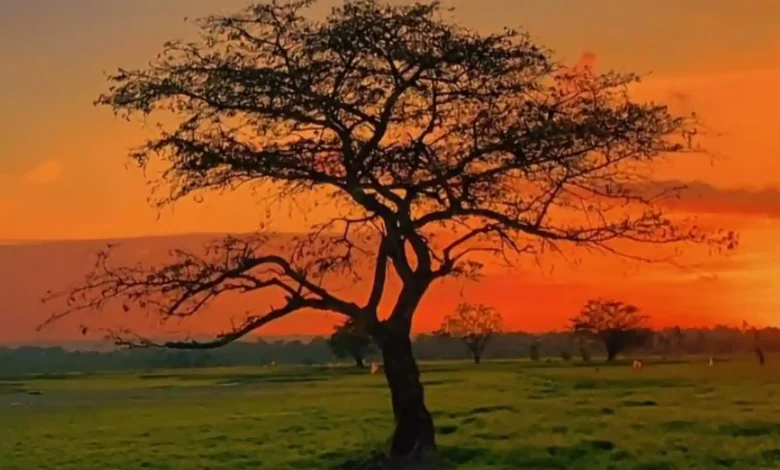 Pesona tempat wisata musiman Savana Bale Tepak di Lombok Tengah saat matahari terbenam.