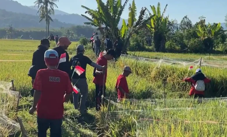 Puluhan wartawan bersama peserta menyusuri pematang sawah di Kecamatan Brang Ene saat menjajal rute jogging track Wisata Kerakyatan Tiu Suntuk, Sabtu, 8 Agustus 2026.