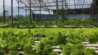 Hidroponik Al-Karomah yang berlokasi di Jalan Adisucipto, Gang Angkasapura.