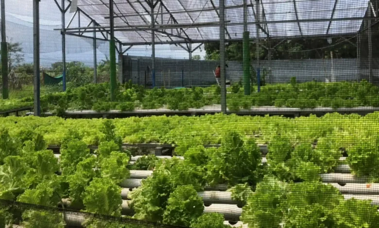 Hidroponik Al-Karomah yang berlokasi di Jalan Adisucipto, Gang Angkasapura.