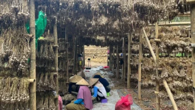 Aktivitas petani bawang putih di Desa Sembalun Bumbung, Kecamatan Sembalun, Lombok Timur.