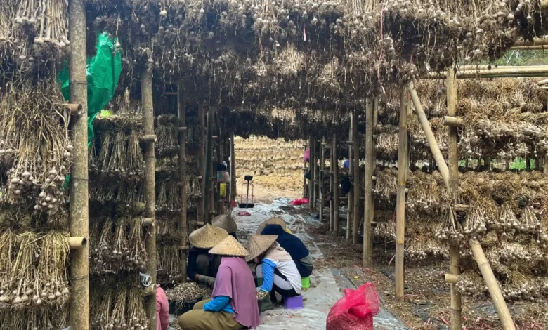 Aktivitas petani bawang putih di Desa Sembalun Bumbung, Kecamatan Sembalun, Lombok Timur.