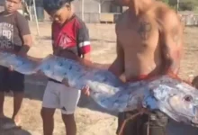 Penemuan Oarfish di Pantai Pink viral di media sosial, Selasa, 25 Agustus 2026.