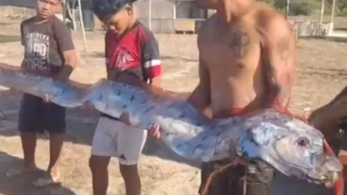 Penemuan Oarfish di Pantai Pink viral di media sosial, Selasa, 25 Agustus 2026.