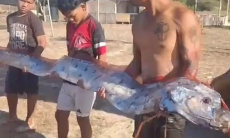 Penemuan Oarfish di Pantai Pink viral di media sosial, Selasa, 25 Agustus 2026.