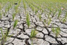 Kondisi lahan sawah yang mengering akibat kekeringan ekstrem di Kuripan Timur, Rabu, 23 September 2026.