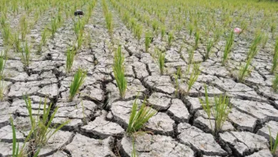 Kondisi lahan sawah yang mengering akibat kekeringan ekstrem di Kuripan Timur, Rabu, 23 September 2026.