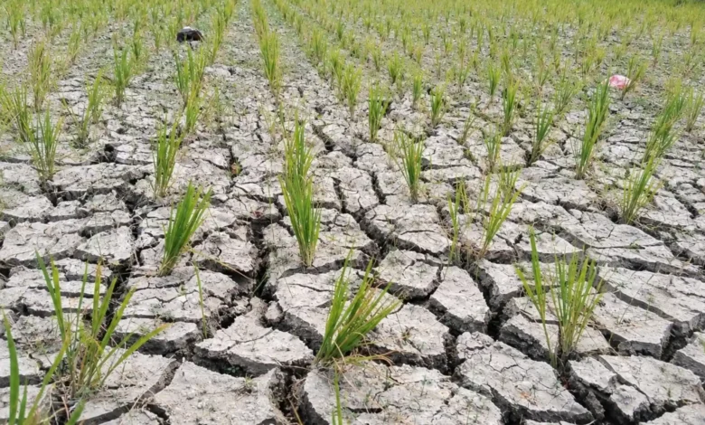 Kondisi lahan sawah yang mengering akibat kekeringan ekstrem di Kuripan Timur, Rabu, 23 September 2026.