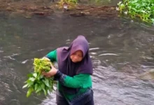 Aktivitas panen kangkung pengunjung tibu jowet, Lingkungan Marong Karang Tatah, Kota Mataram.