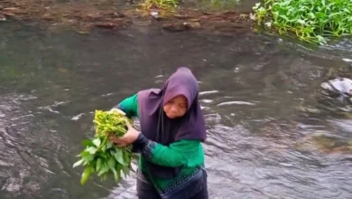 Aktivitas panen kangkung pengunjung tibu jowet, Lingkungan Marong Karang Tatah, Kota Mataram.