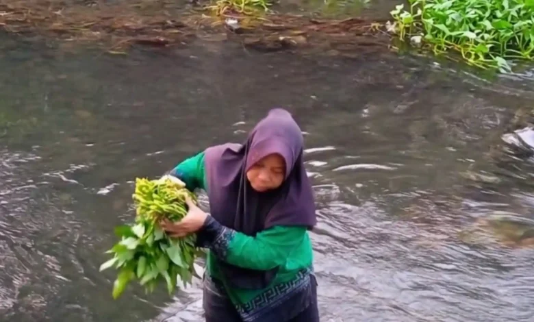 Aktivitas panen kangkung pengunjung tibu jowet, Lingkungan Marong Karang Tatah, Kota Mataram.
